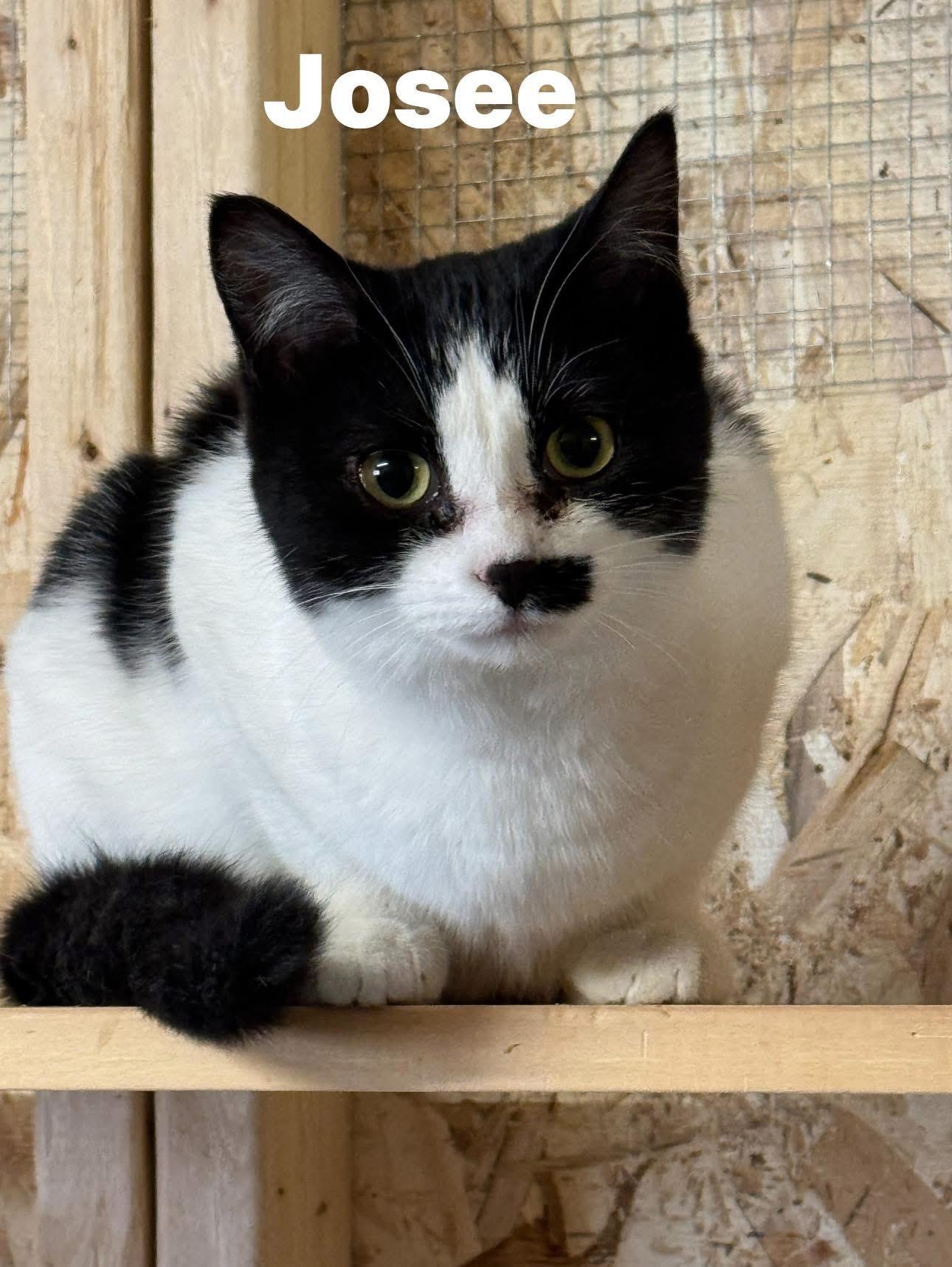 Enlarge Josee, a ADOPTABLE Tuxedo in Ludington, MI image 1/1