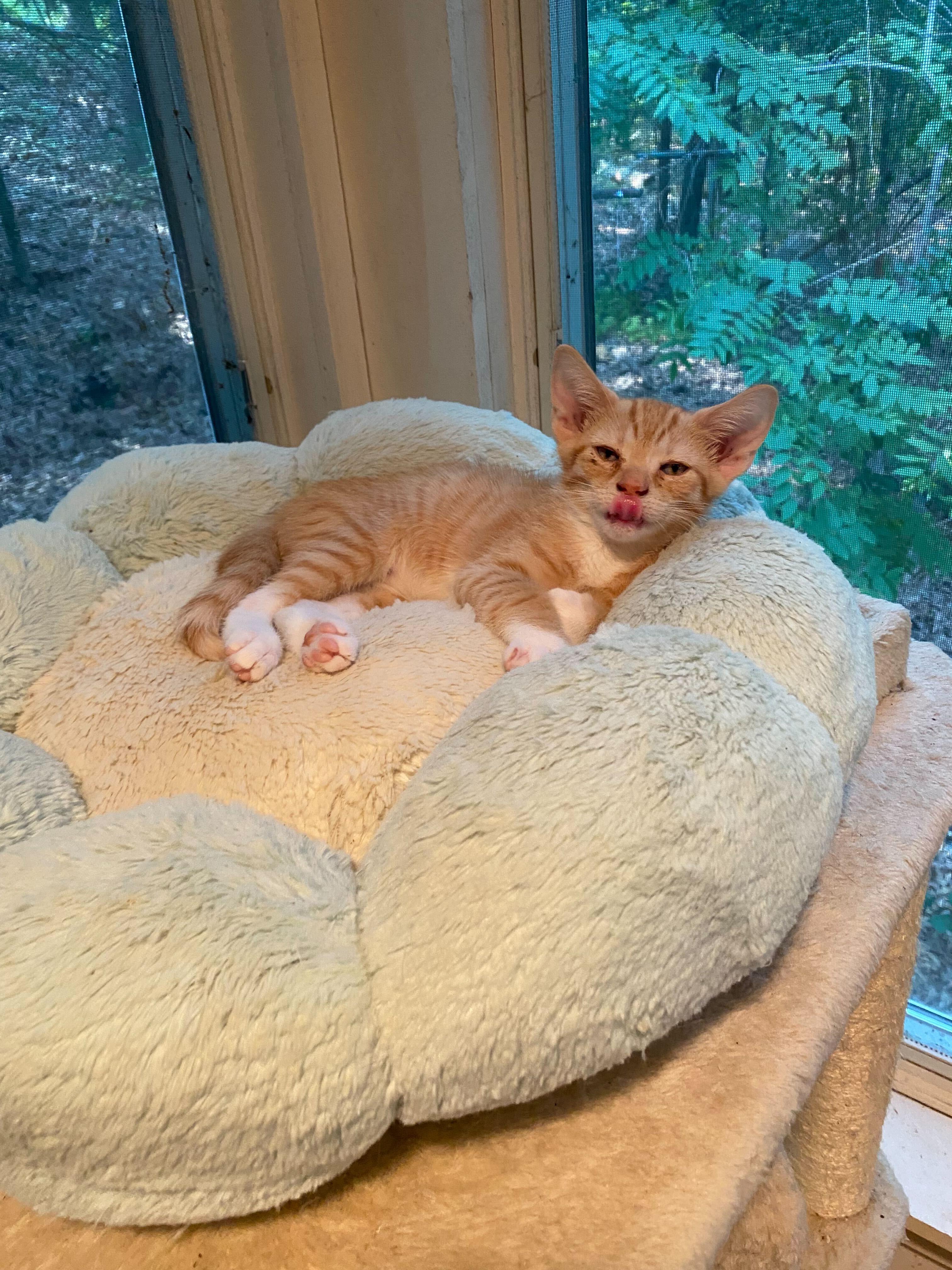 How to Put a Cat Up for Adoption: Easy Steps for a Safe Transition