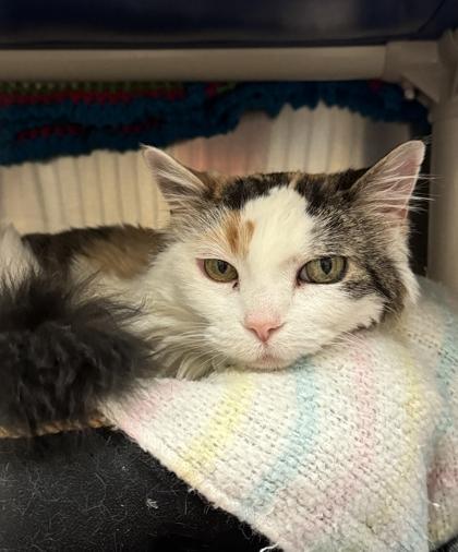 Ricky, a ADOPTABLE Domestic Long Hair in Missoula, MT image 1/3