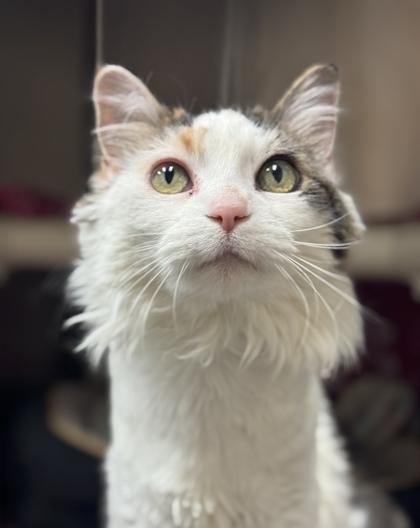 Ricky, a ADOPTABLE Domestic Long Hair in Missoula, MT image 2/3