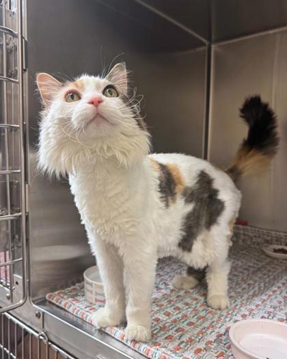 Ricky, a ADOPTABLE Domestic Long Hair in Missoula, MT image 3/3