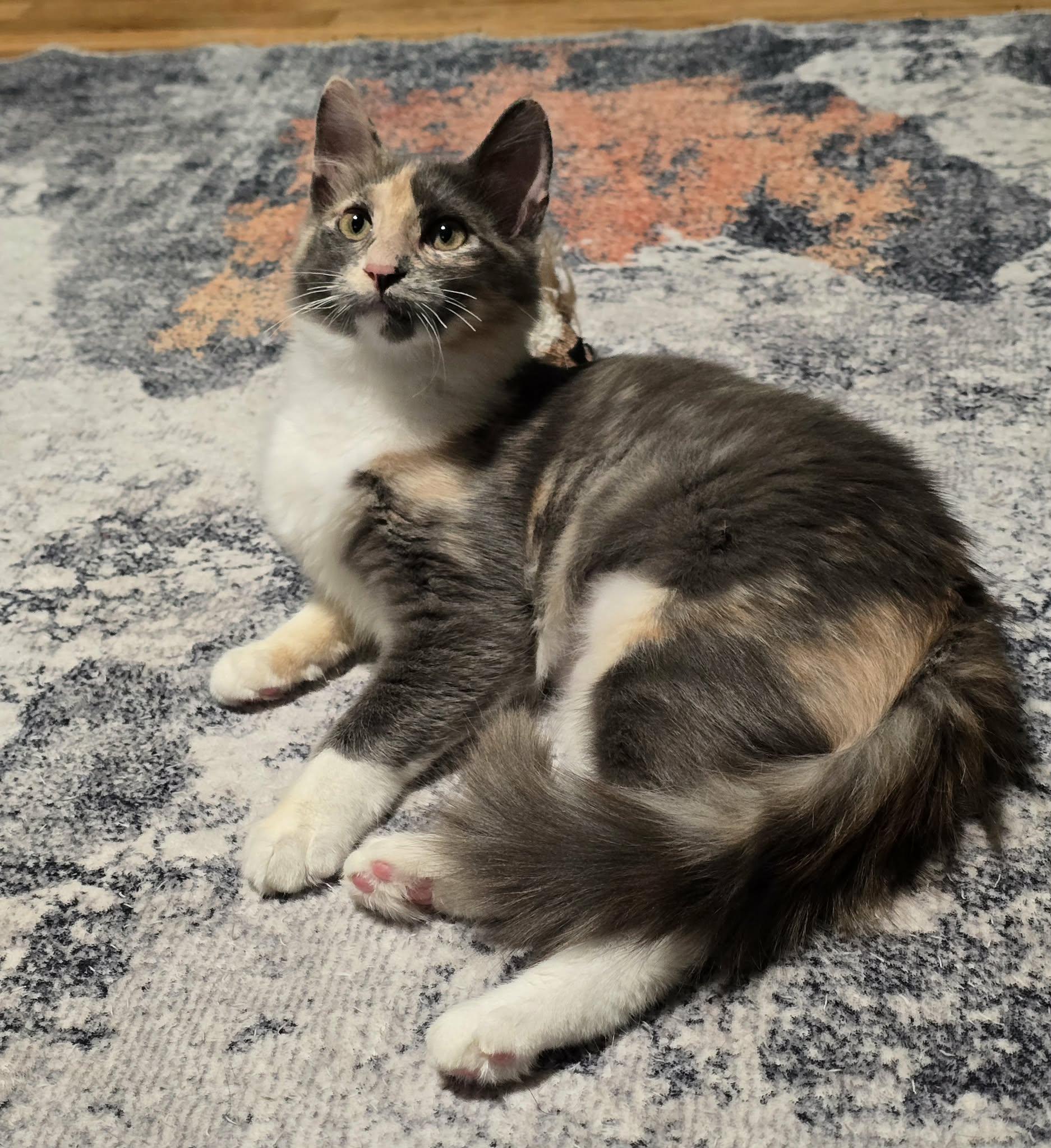 Jelly, Adoptable, Kitten Female Domestic Long Hair.