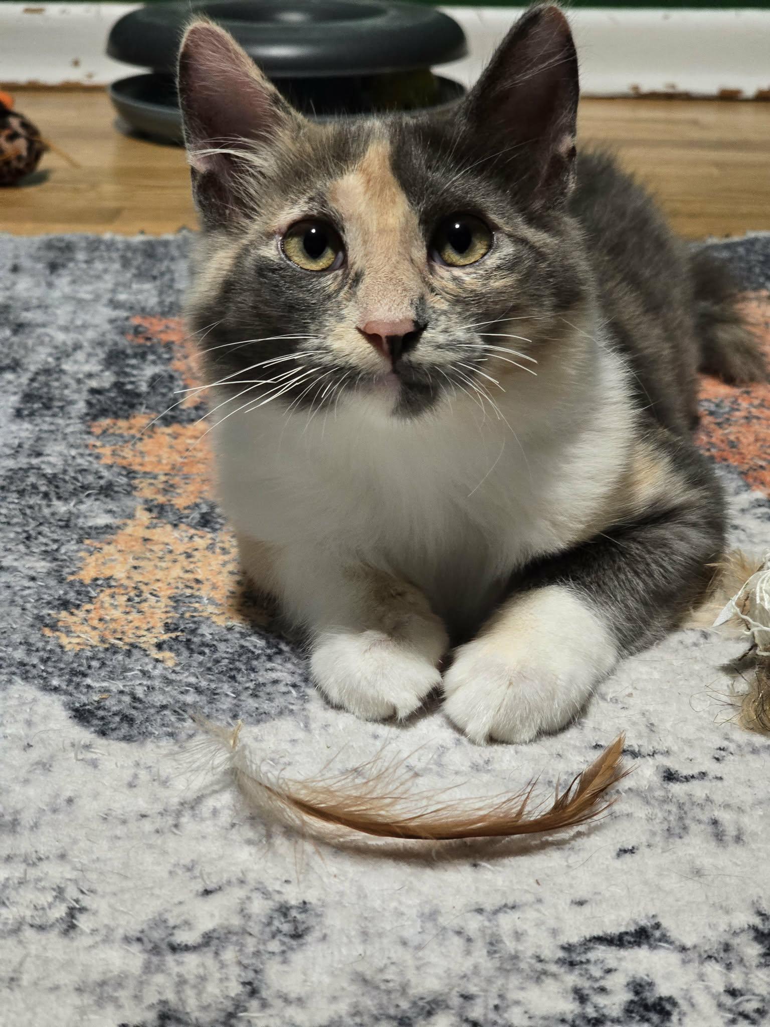 Enlarge Jelly, a Adoptable mixed breed in West Richland, WA image 2/4