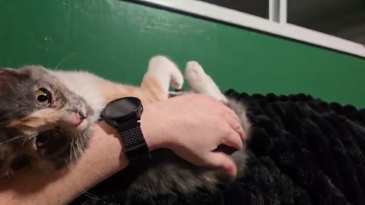 Enlarge Jelly, a Adoptable mixed breed in West Richland, WA video 4/4