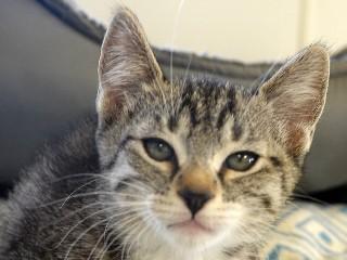 Peachy, an adoptable Domestic Short Hair, Tabby in Anaconda, MT, 59711 | Photo Image 4