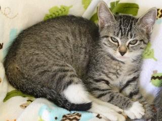 Peachy, an adoptable Domestic Short Hair, Tabby in Anaconda, MT, 59711 | Photo Image 2