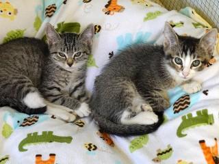 Peachy, an adoptable Domestic Short Hair, Tabby in Anaconda, MT, 59711 | Photo Image 3