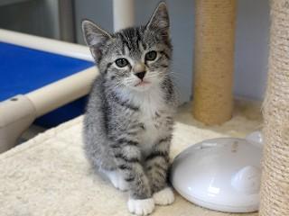 Peachy, an adoptable Domestic Short Hair, Tabby in Anaconda, MT, 59711 | Photo Image 1