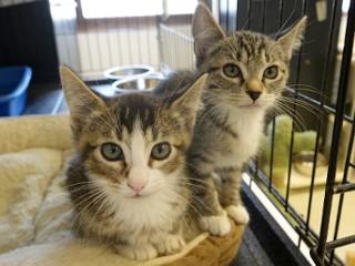 Peachy, an adoptable Domestic Short Hair, Tabby in Anaconda, MT, 59711 | Photo Image 6