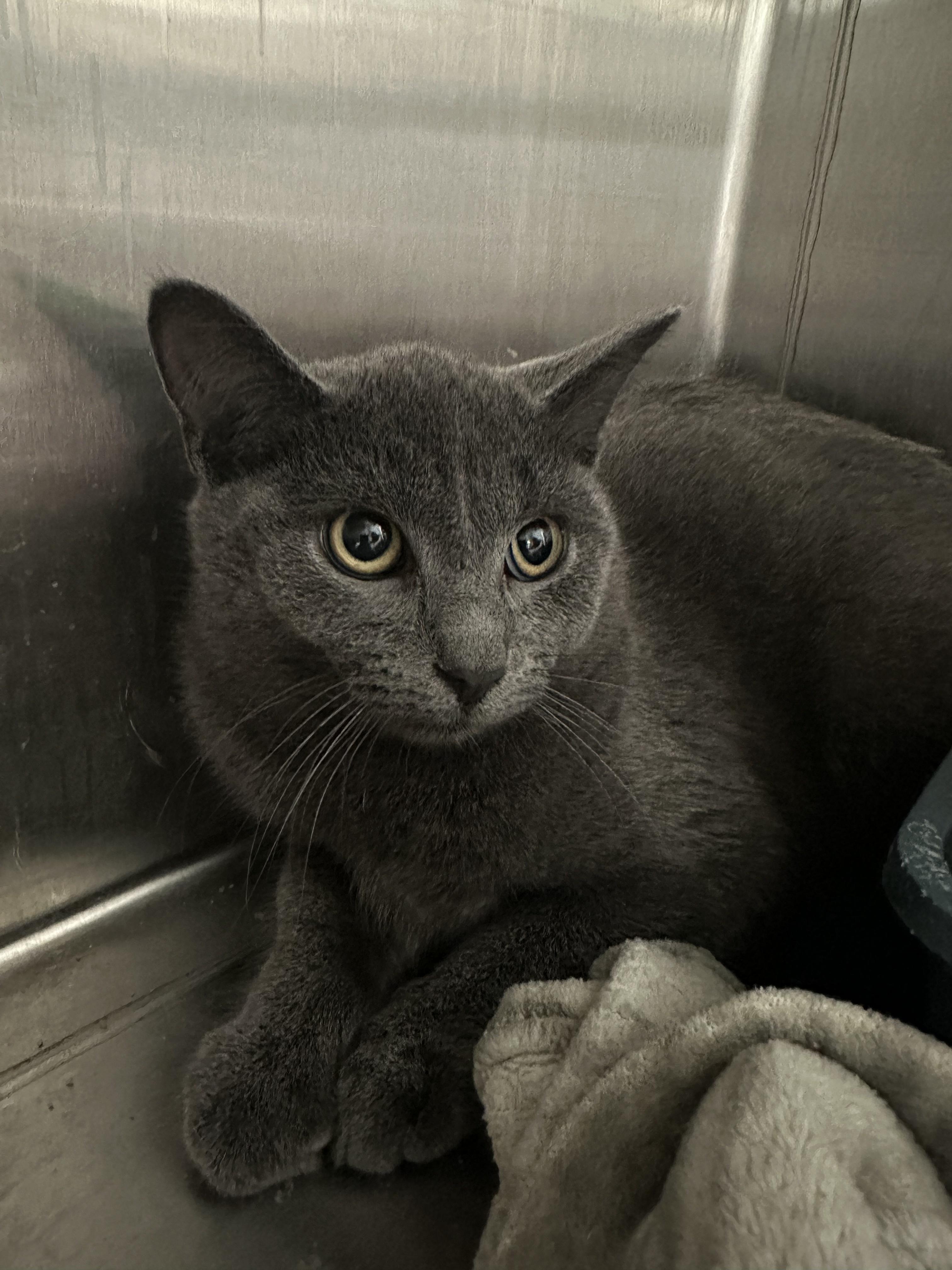 Enlarge Ike, a Adoptable Domestic Short Hair in Grand Rapids, MI image 1/3