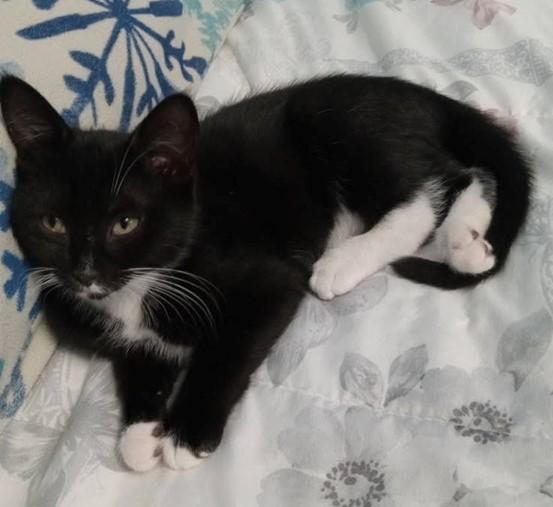 The Weed-lets, a Adopted Domestic Short Hair in Dartmouth, NS image 2/3