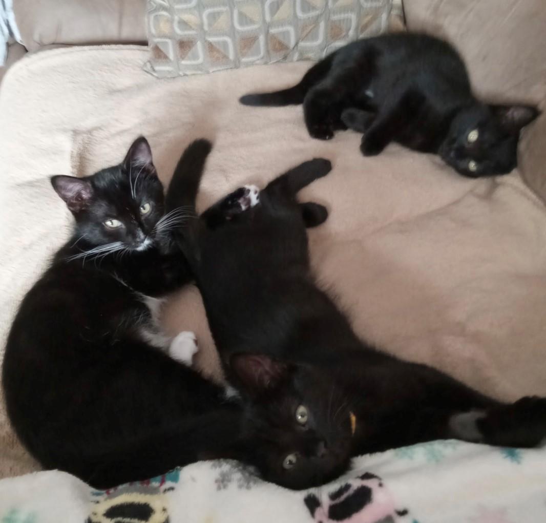 The Weed-lets, a Adopted Domestic Short Hair in Dartmouth, NS image 1/3