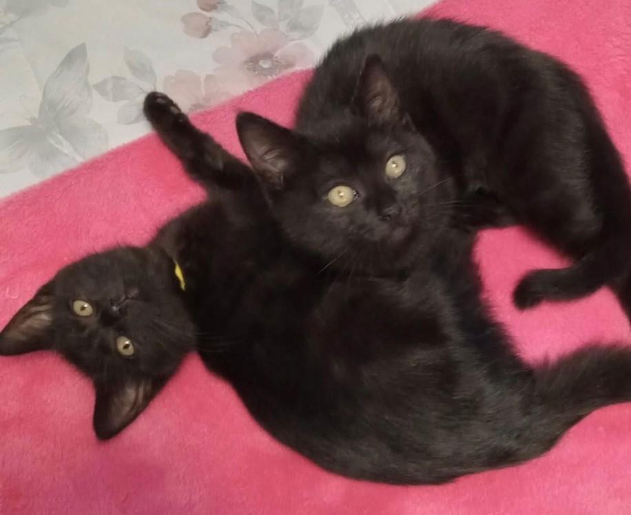 The Weed-lets, a Adopted Domestic Short Hair in Dartmouth, NS image 3/3