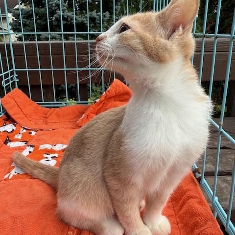 Enlarge Frisco, a Adoptable Domestic Short Hair in Atwater, OH image 1/1