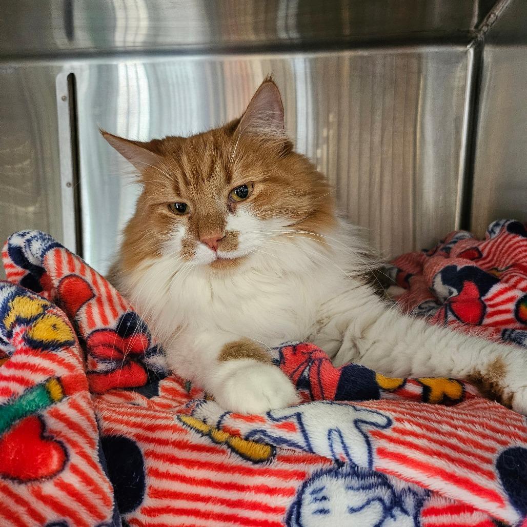 Enlarge Buttercup, a Adoptable Domestic Long Hair in Spokane, WA image 1/3