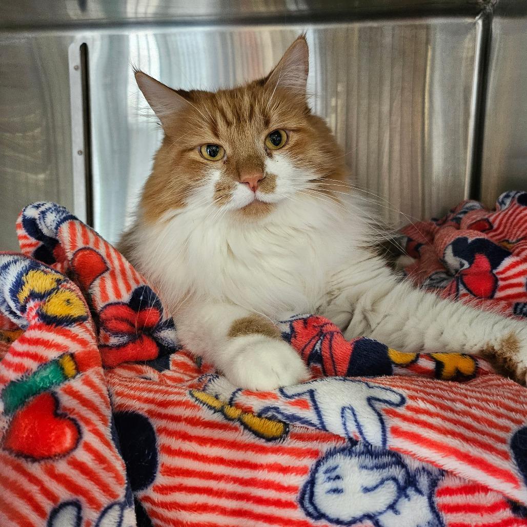 Enlarge Buttercup, a Adoptable Domestic Long Hair in Spokane, WA image 2/3