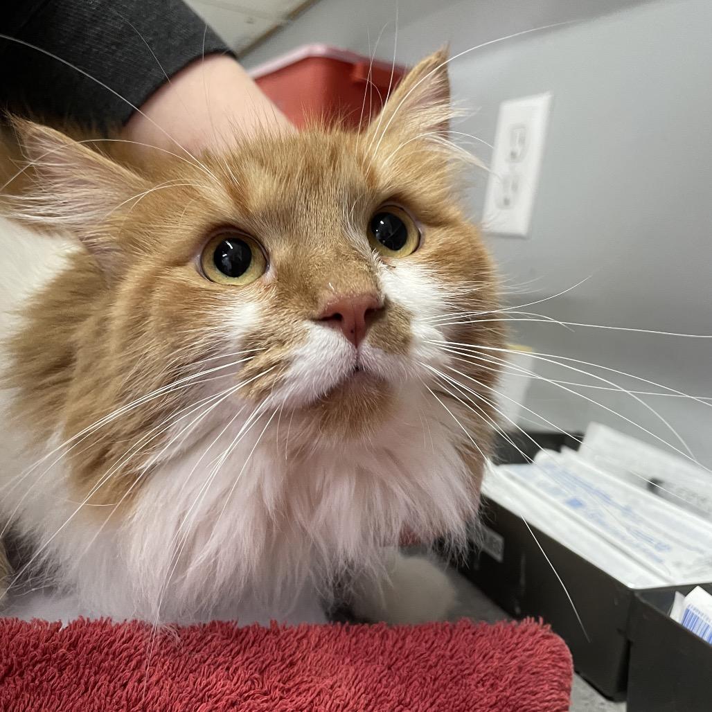 Enlarge Buttercup, a Adoptable Domestic Long Hair in Spokane, WA image 3/3