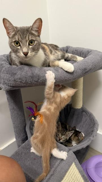 Enlarge Rae (1 year), a ADOPTABLE Domestic Short Hair in Gig Harbor, WA image 3/5