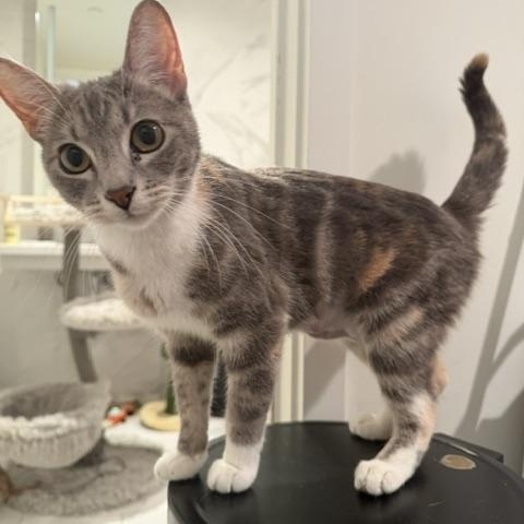 Enlarge Rae (1 year), a ADOPTABLE Domestic Short Hair in Gig Harbor, WA image 1/5