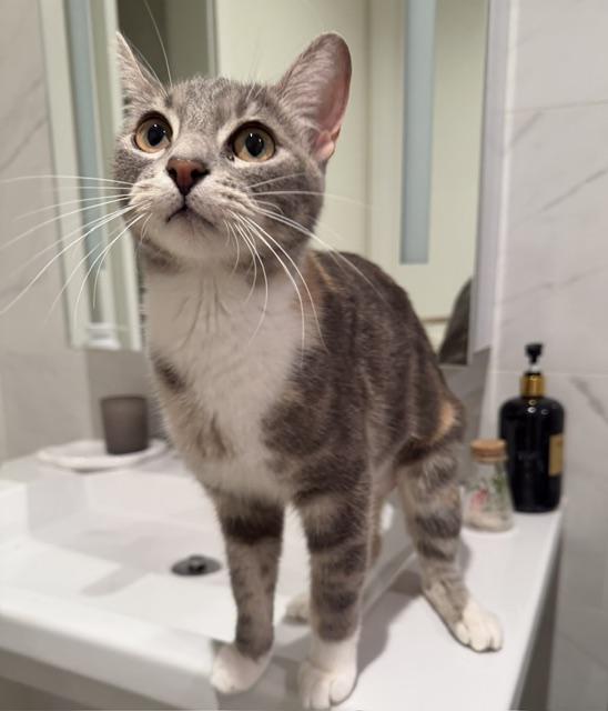Enlarge Rae (1 year), a ADOPTABLE Domestic Short Hair in Gig Harbor, WA image 5/5