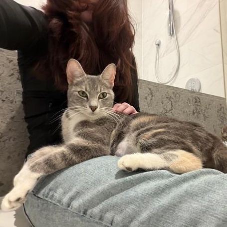 Enlarge Rae (1 year), a ADOPTABLE Domestic Short Hair in Gig Harbor, WA image 2/5