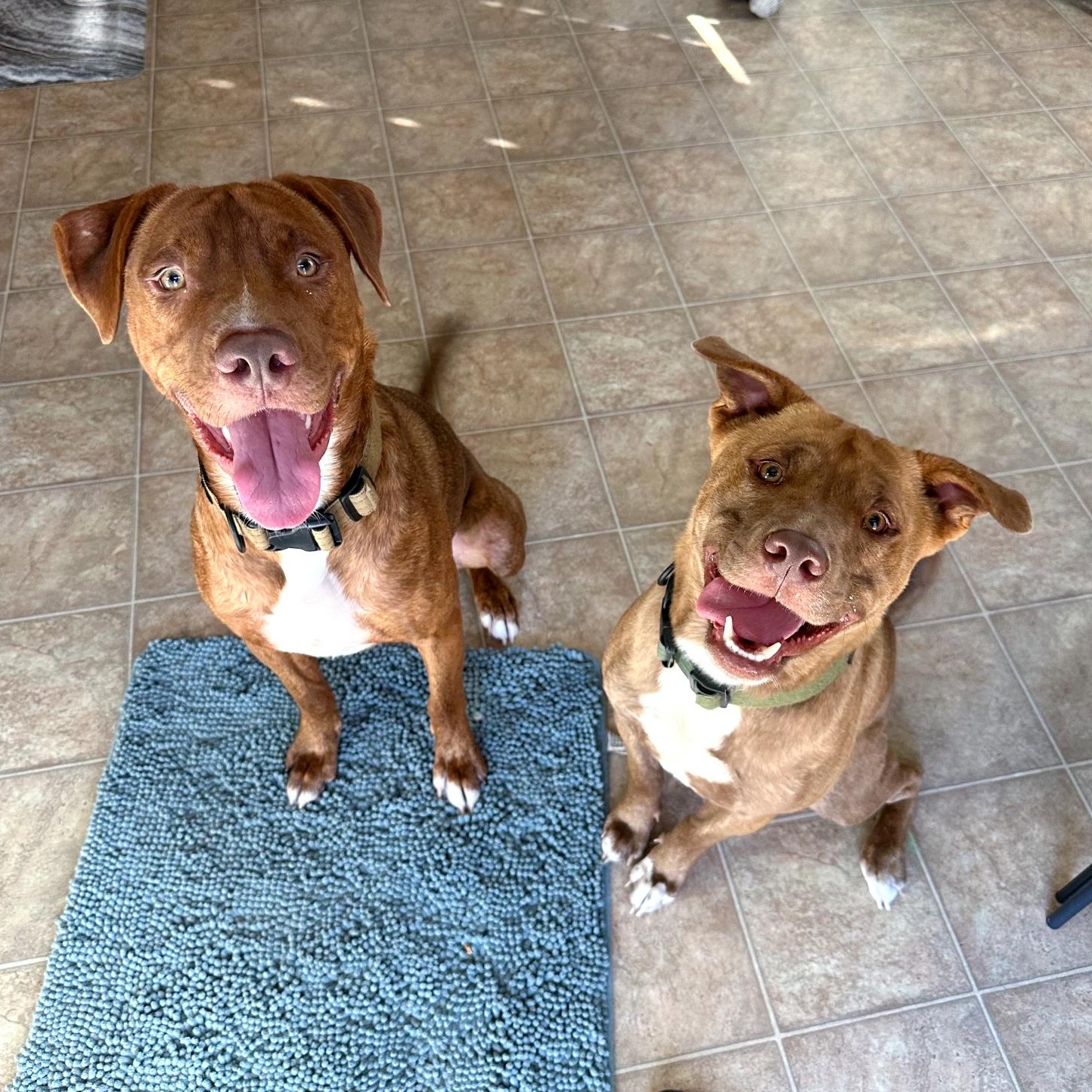 Enlarge Bourbon, a Adoptable mixed breed in Dayton, OH image 6/6