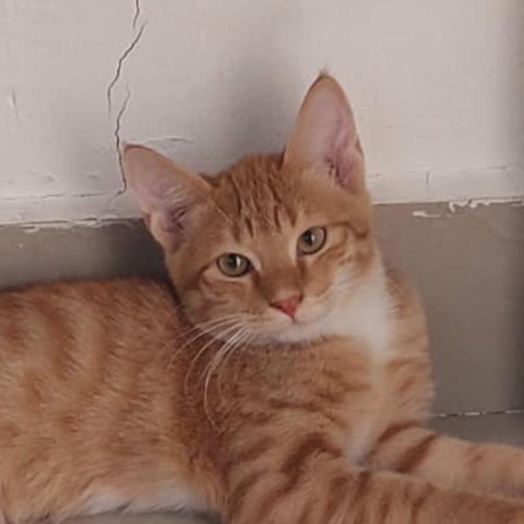 Fanta Kuwait, Adoptable, Young Male Domestic Short Hair.