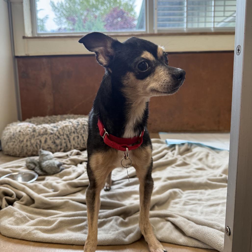Kreacher, Adoptable, Adult Male Mixed Breed & Mixed Breed.