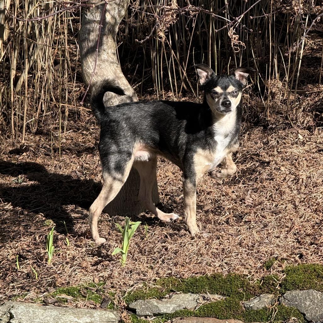 Enlarge Kreacher, a Adoptable mixed breed in Bellingham, WA image 2/6