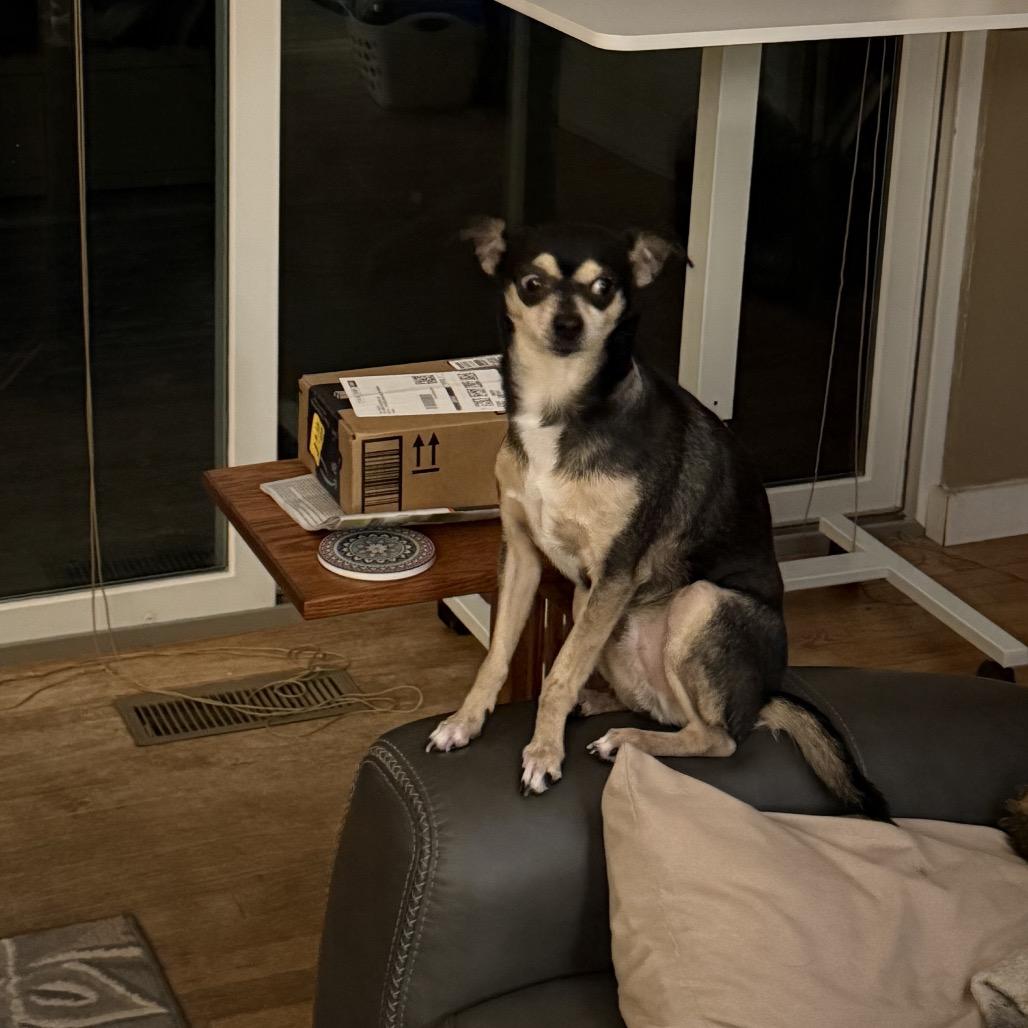 Enlarge Kreacher, a Adoptable mixed breed in Bellingham, WA image 3/6