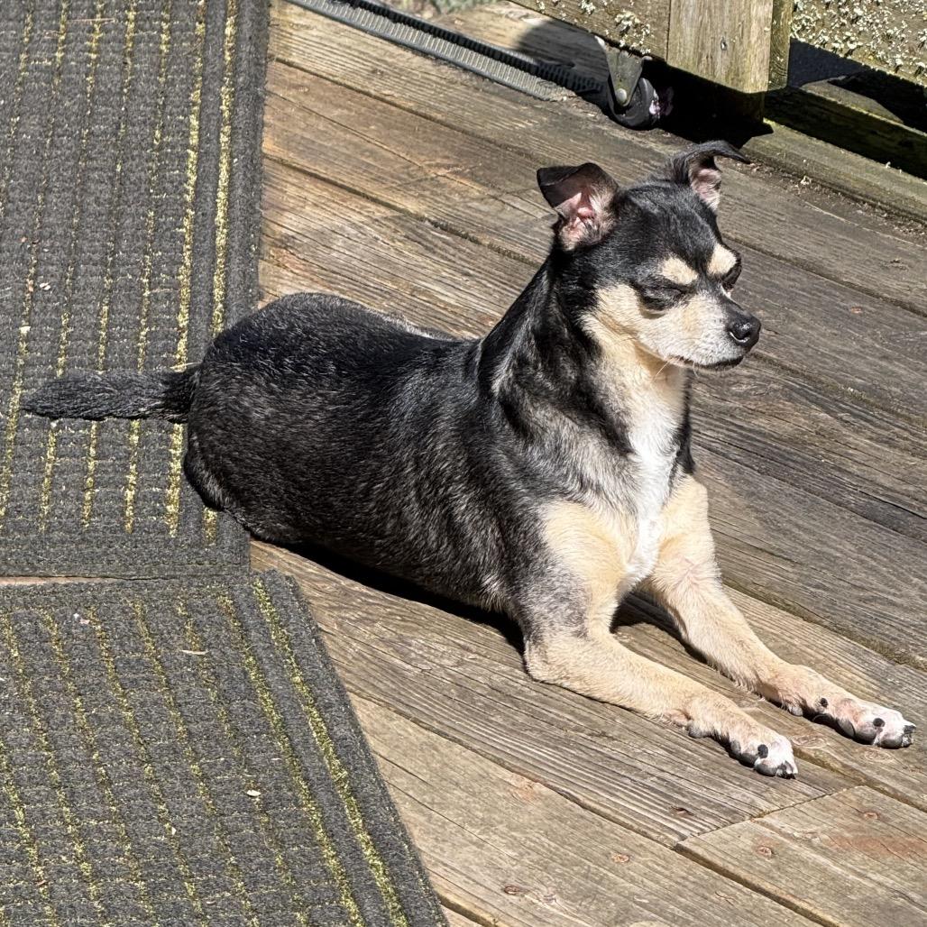 Enlarge Kreacher, a Adoptable mixed breed in Bellingham, WA image 4/6