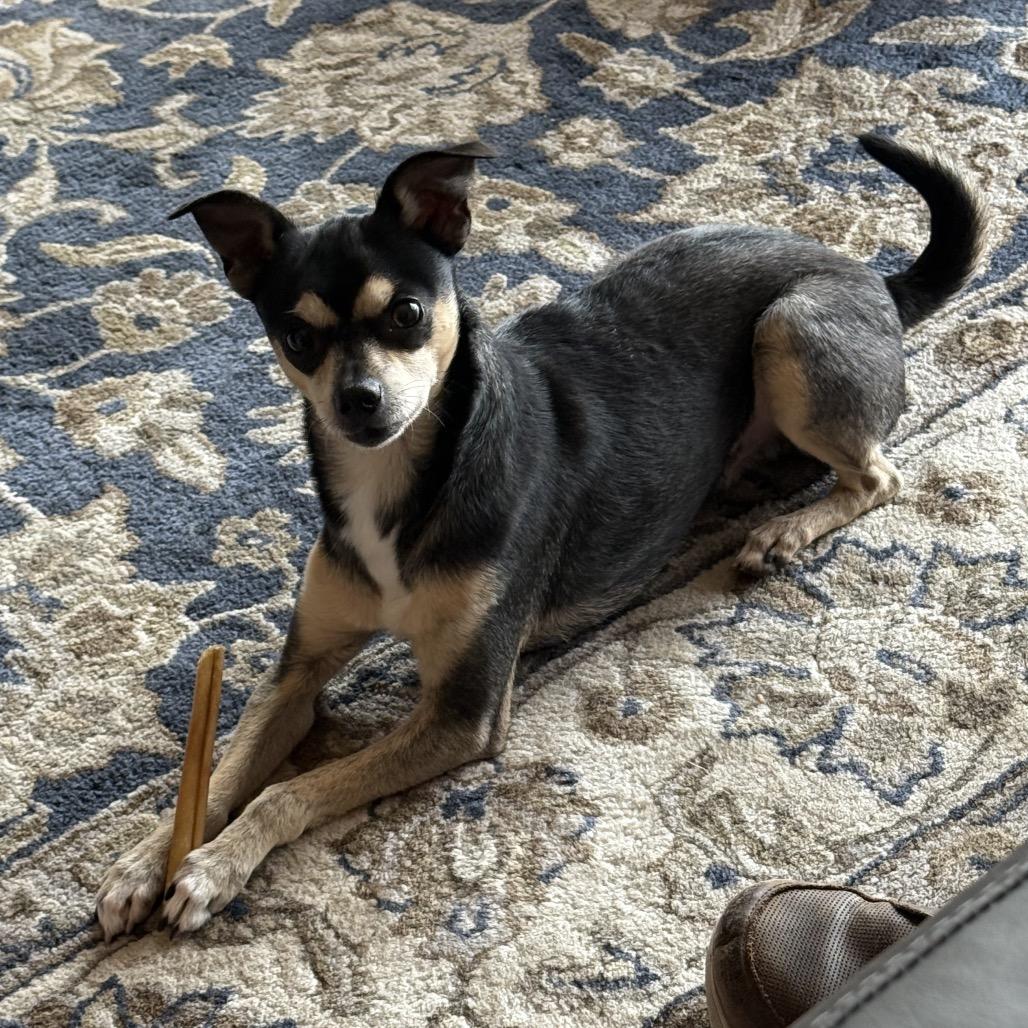 Enlarge Kreacher, a Adoptable mixed breed in Bellingham, WA image 5/6