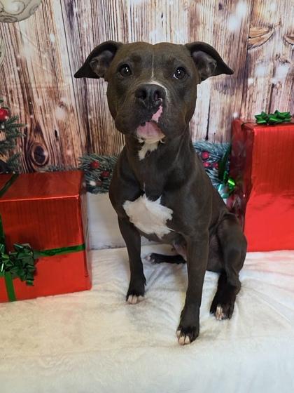 Enlarge Rockette, a Adoptable mixed breed in Cedar Hill, TX image 1/2