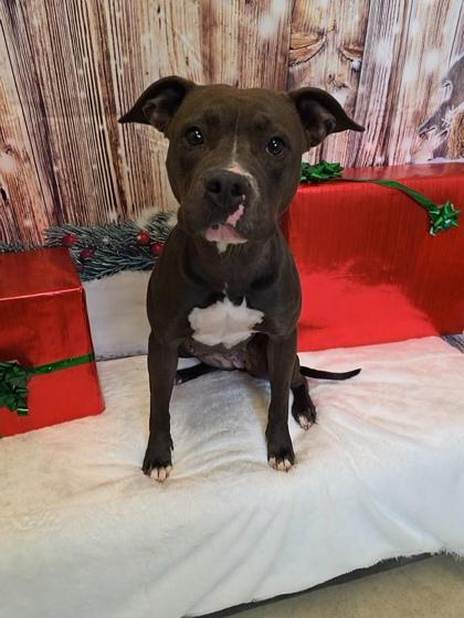 Enlarge Rockette, a Adoptable mixed breed in Cedar Hill, TX image 2/2