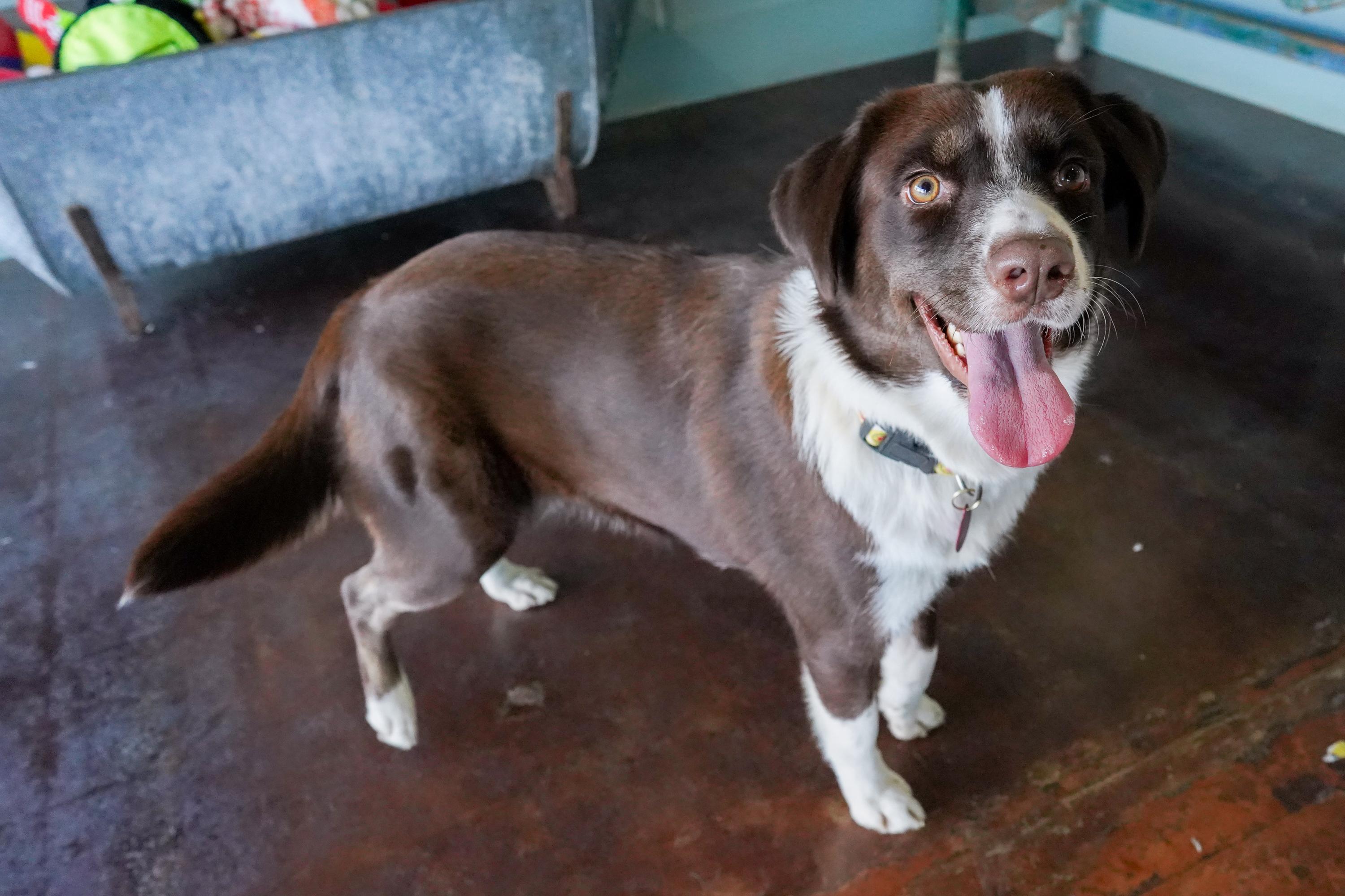 Miley, a Adoptable mixed breed in San Antonio, TX image 1/5