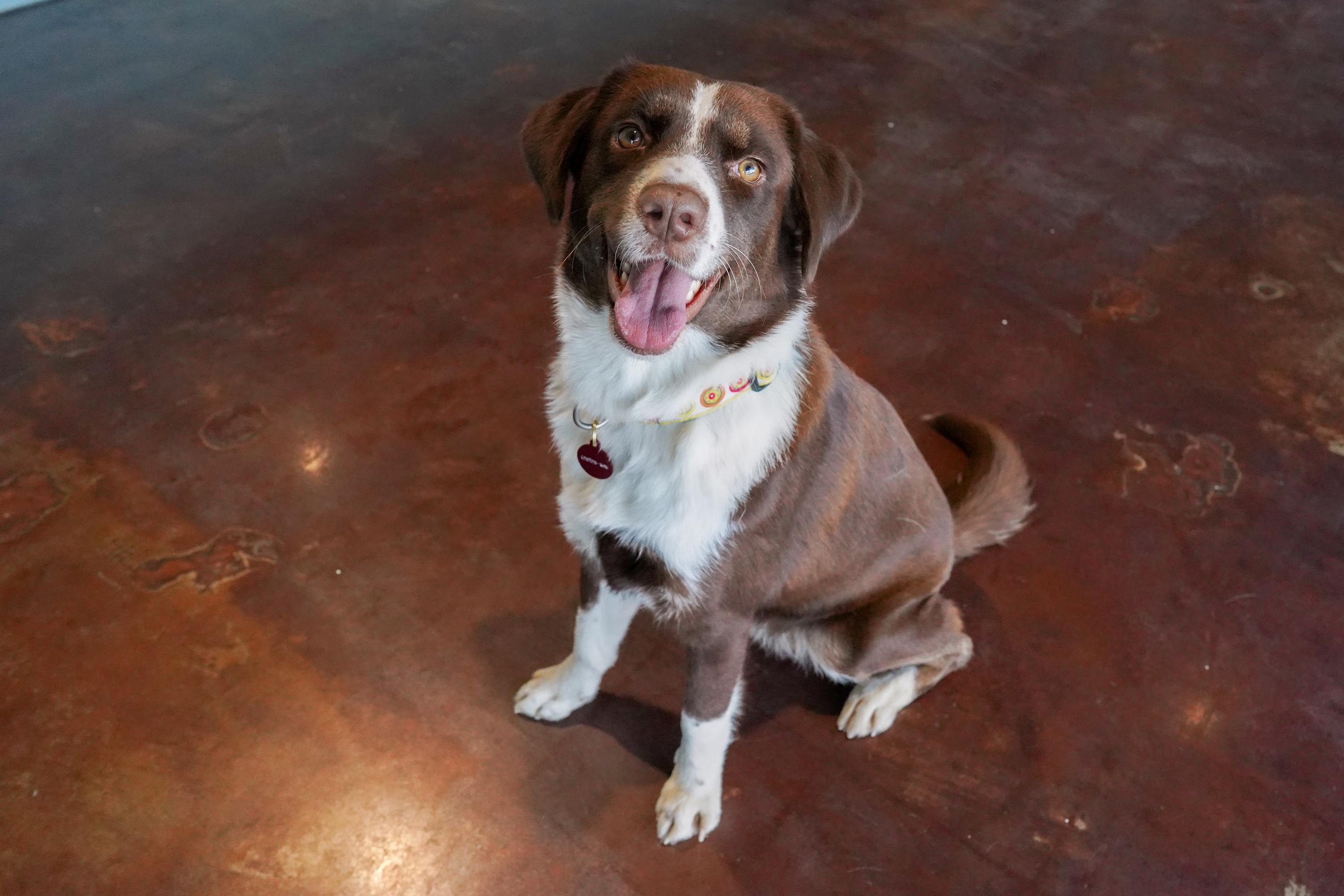 Miley, a Adoptable mixed breed in San Antonio, TX image 2/5