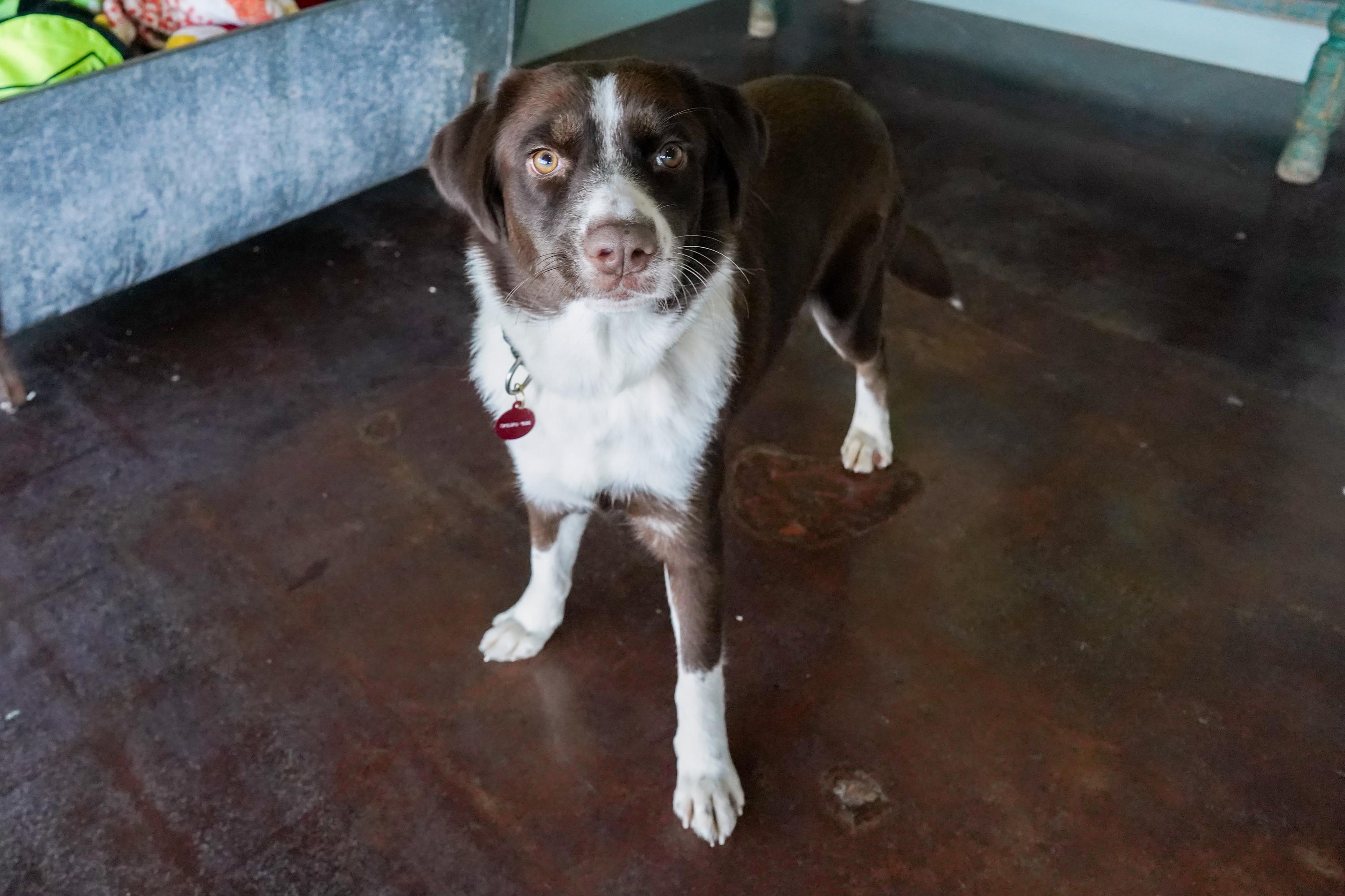 Miley, a Adoptable mixed breed in San Antonio, TX image 3/5