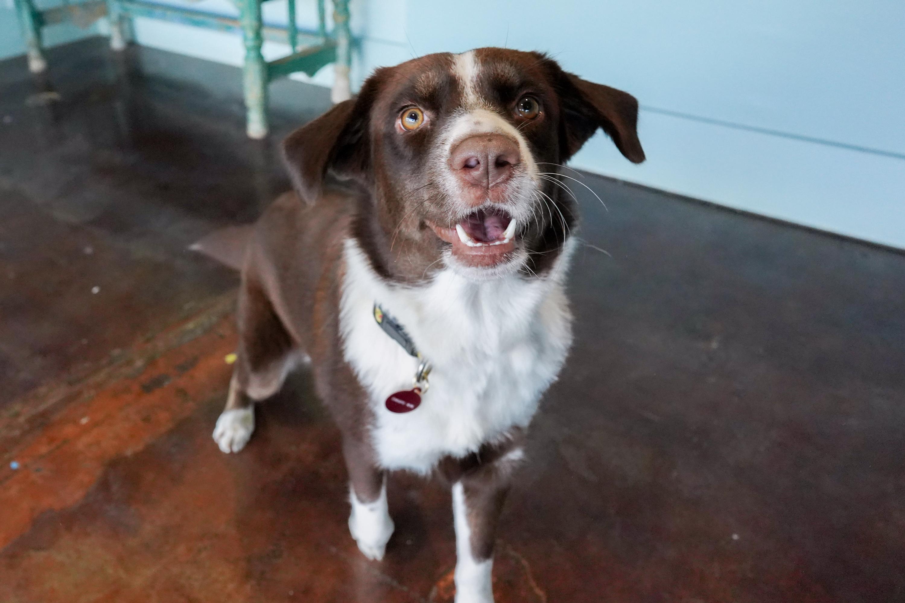 Miley, a Adoptable mixed breed in San Antonio, TX image 4/5