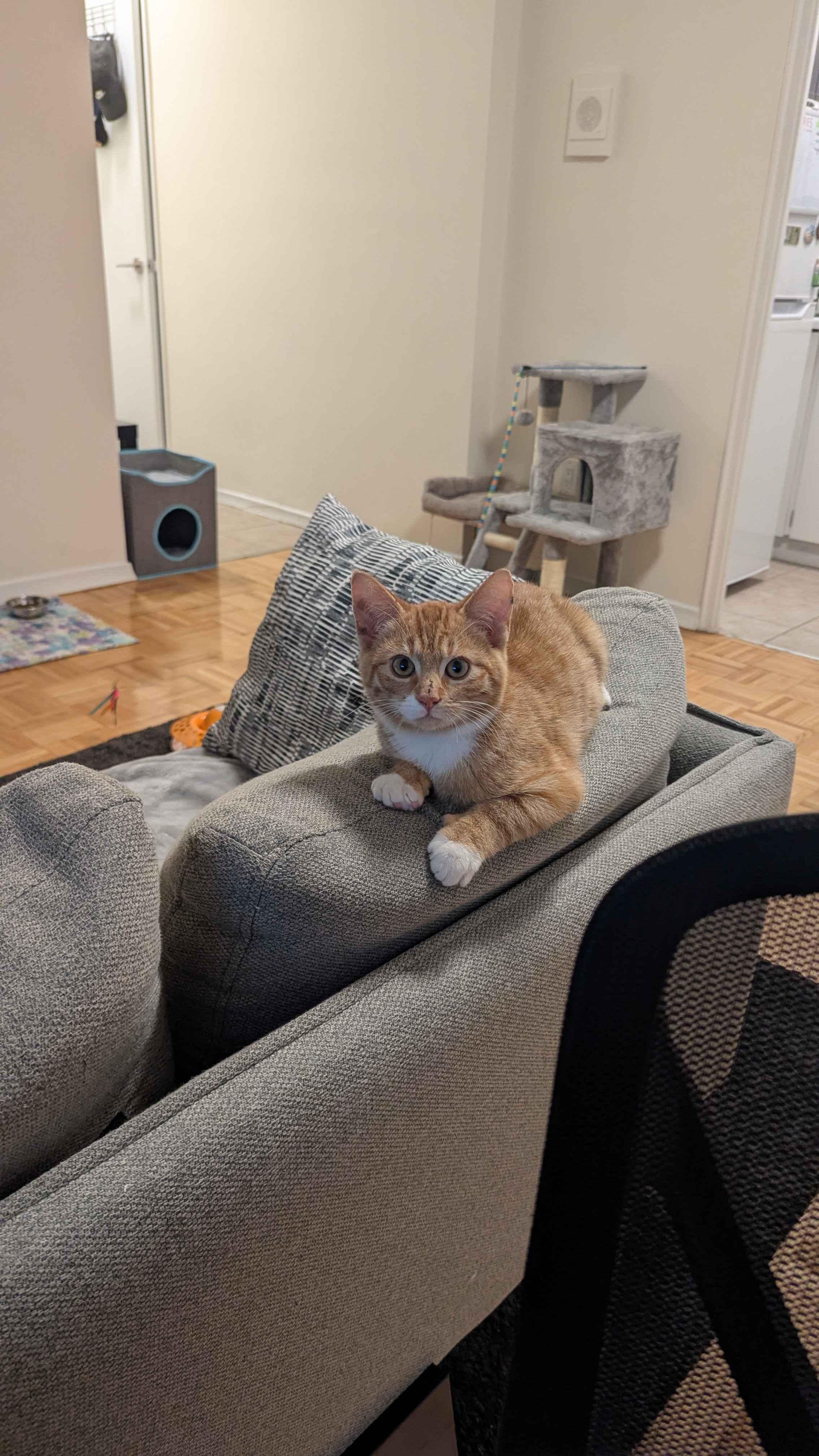 Bread *MUST BE ADOPTED AS A BUDDY CAT*, a ADOPTABLE Domestic Short Hair in Toronto, ON image 1/4