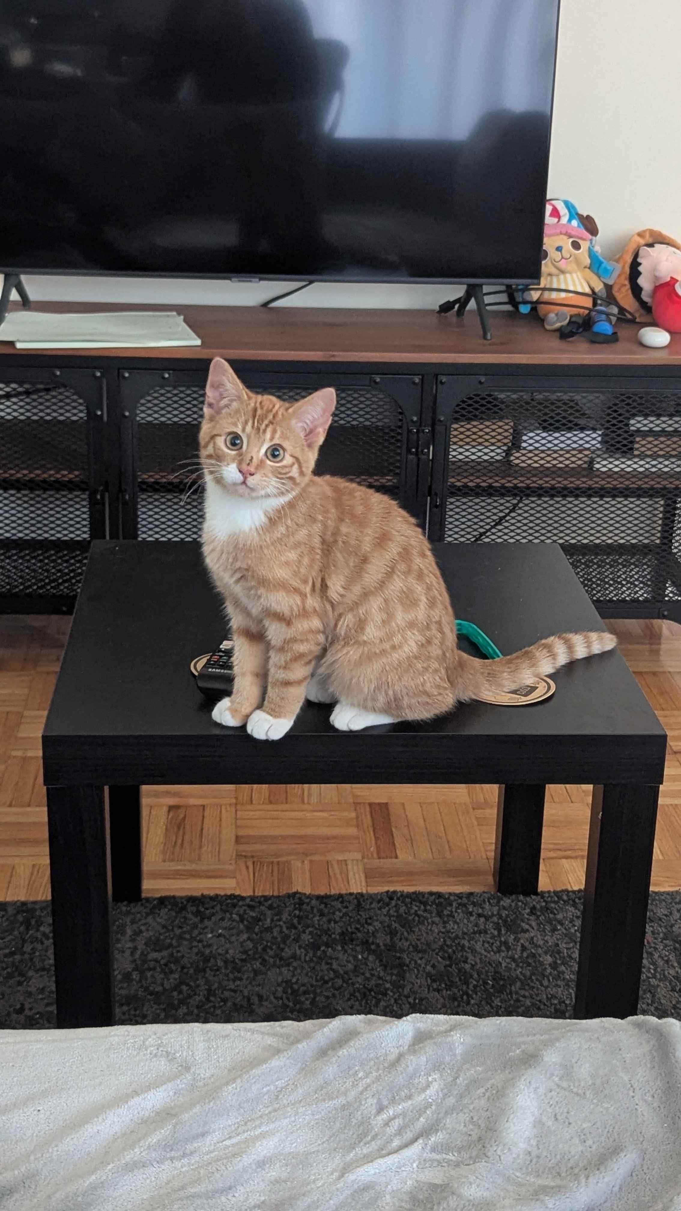 Bread *MUST BE ADOPTED AS A BUDDY CAT*, a ADOPTABLE Domestic Short Hair in Toronto, ON image 2/4