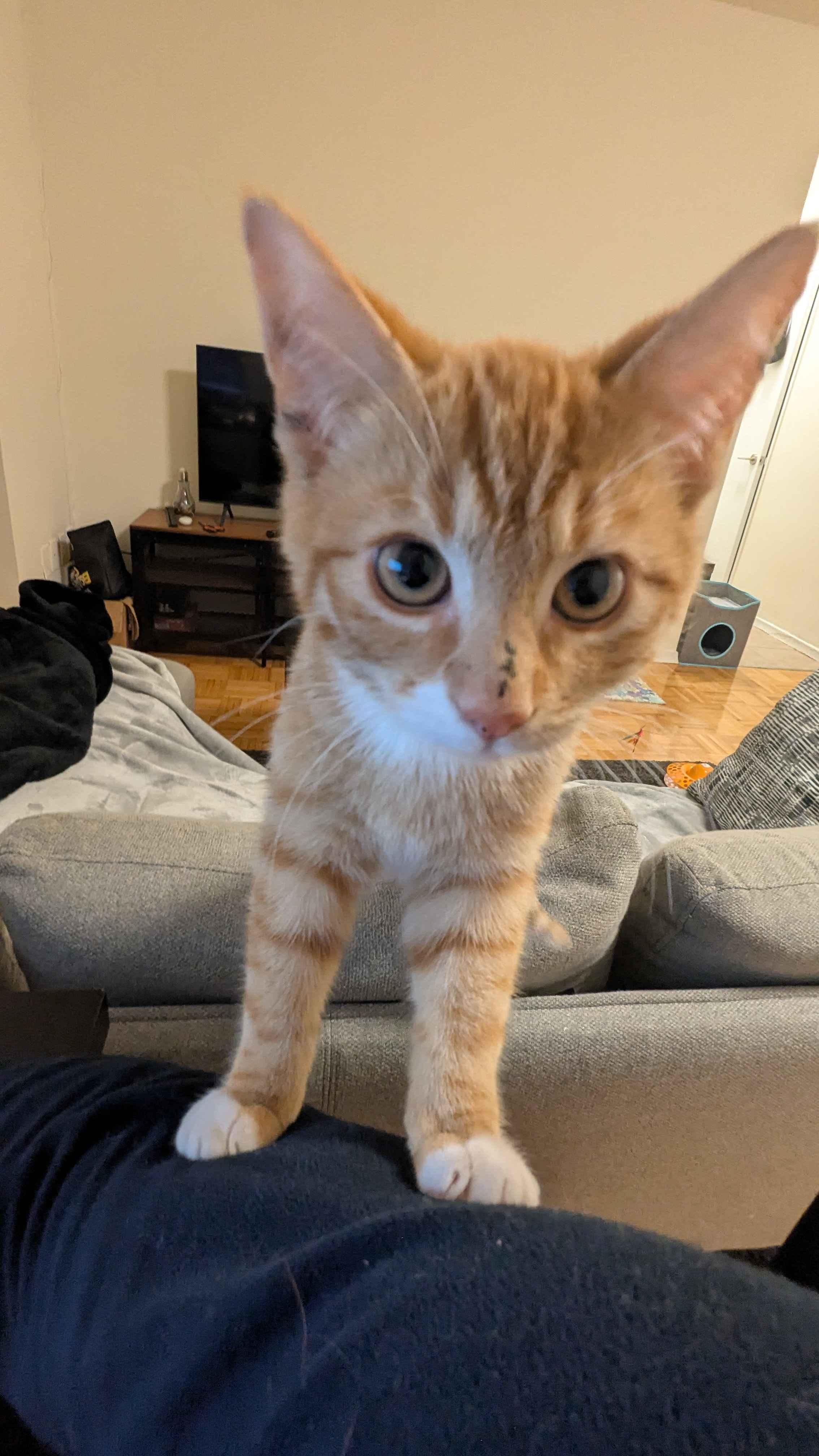 Bread *MUST BE ADOPTED AS A BUDDY CAT*, a ADOPTABLE Domestic Short Hair in Toronto, ON image 3/4