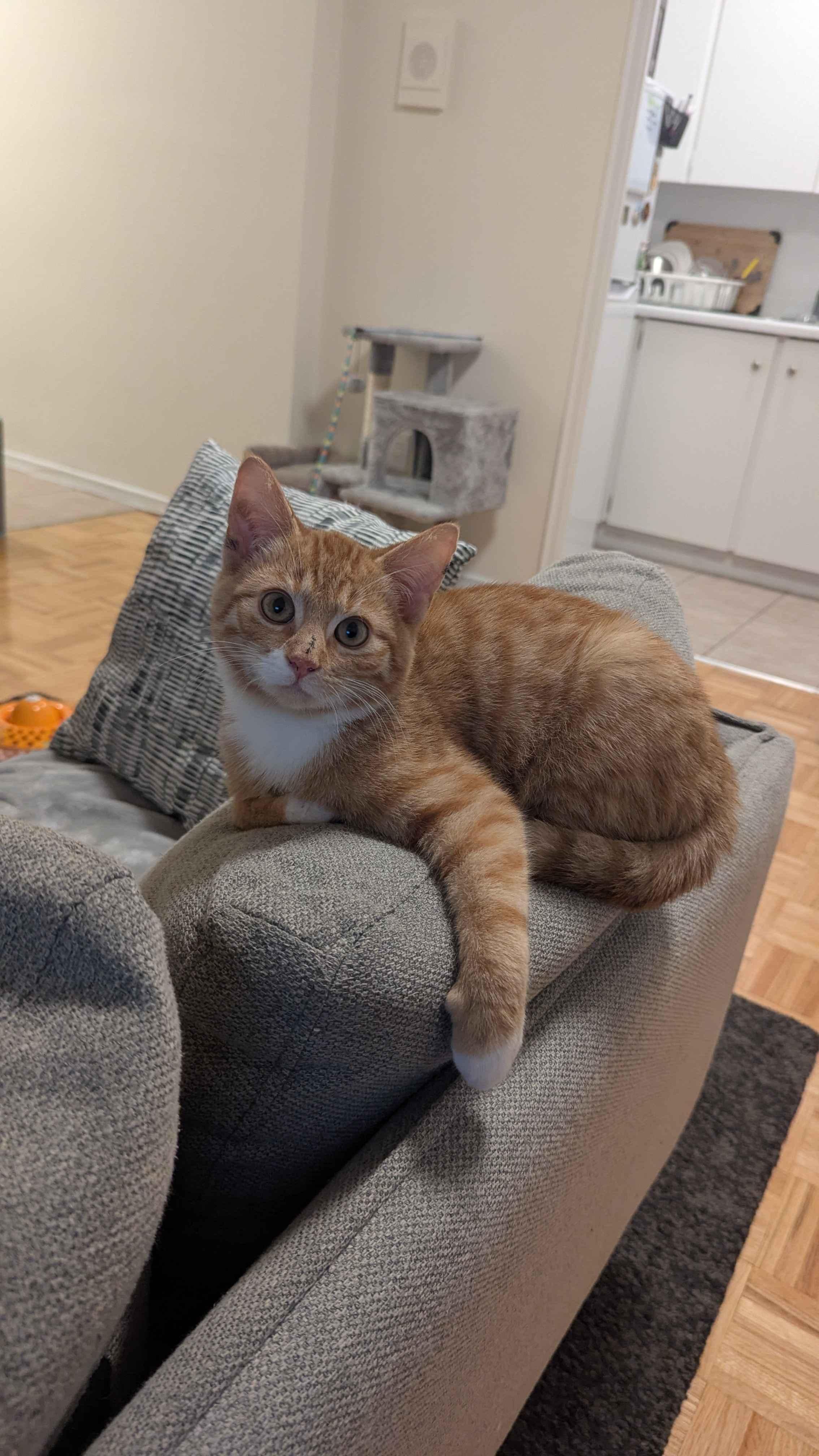 Bread *MUST BE ADOPTED AS A BUDDY CAT*, a ADOPTABLE Domestic Short Hair in Toronto, ON image 4/4