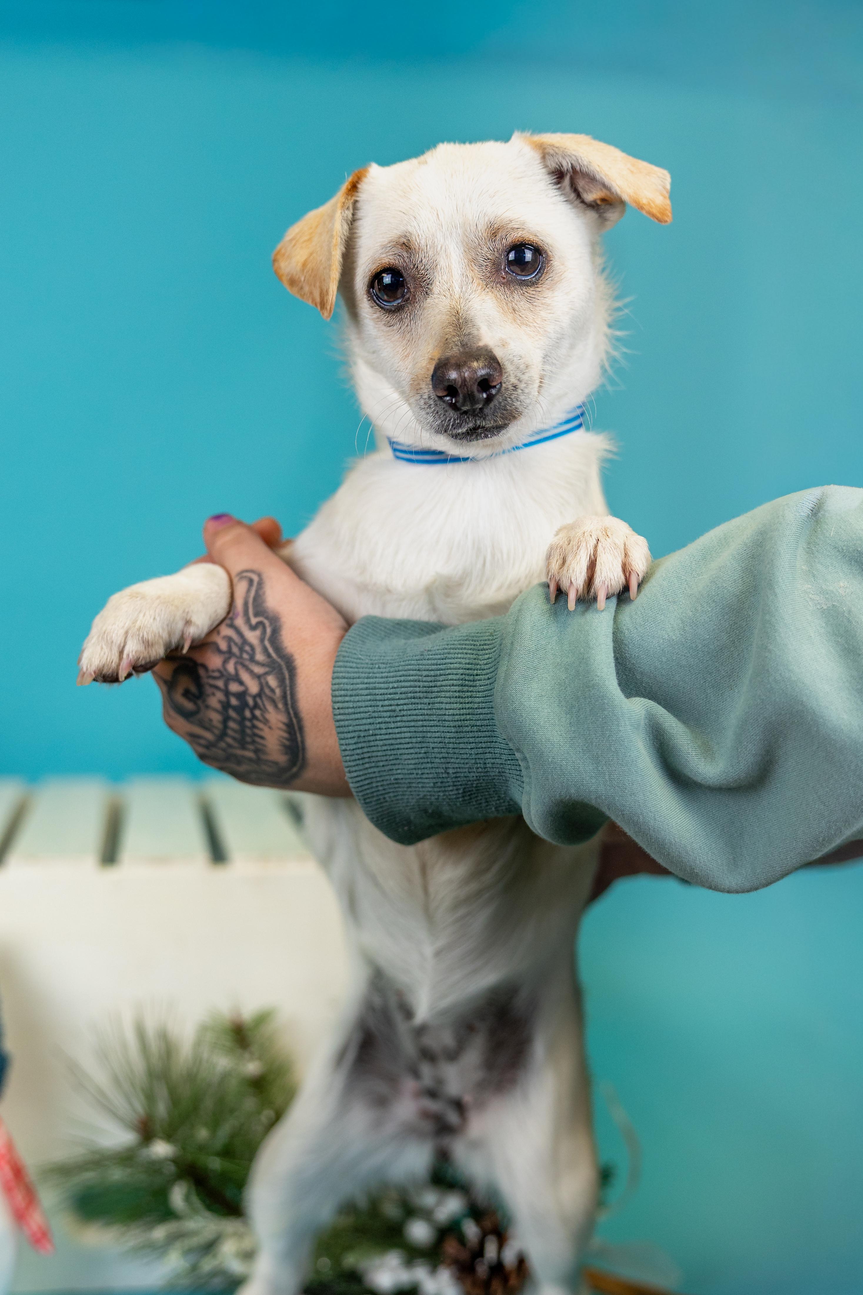 Enlarge #1016-25 (Merry), a Adoptable mixed breed in Brighton, CO image 1/1