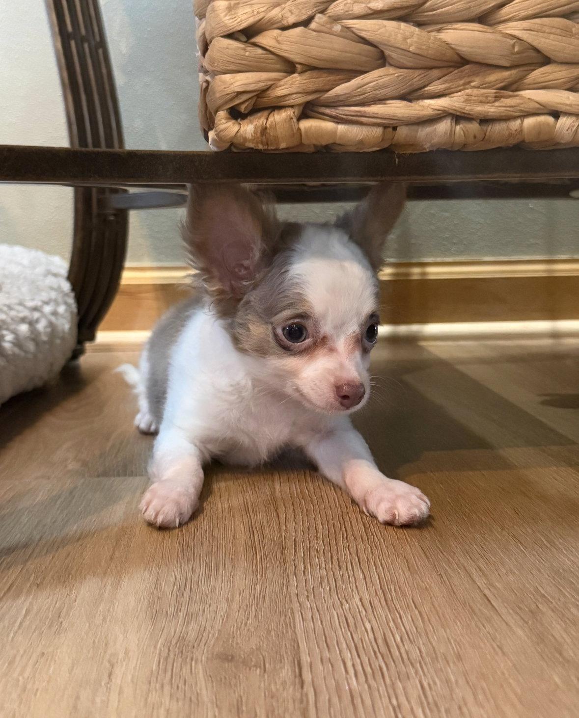Sterling, Adoptable, Young Male Chihuahua & Pomeranian.