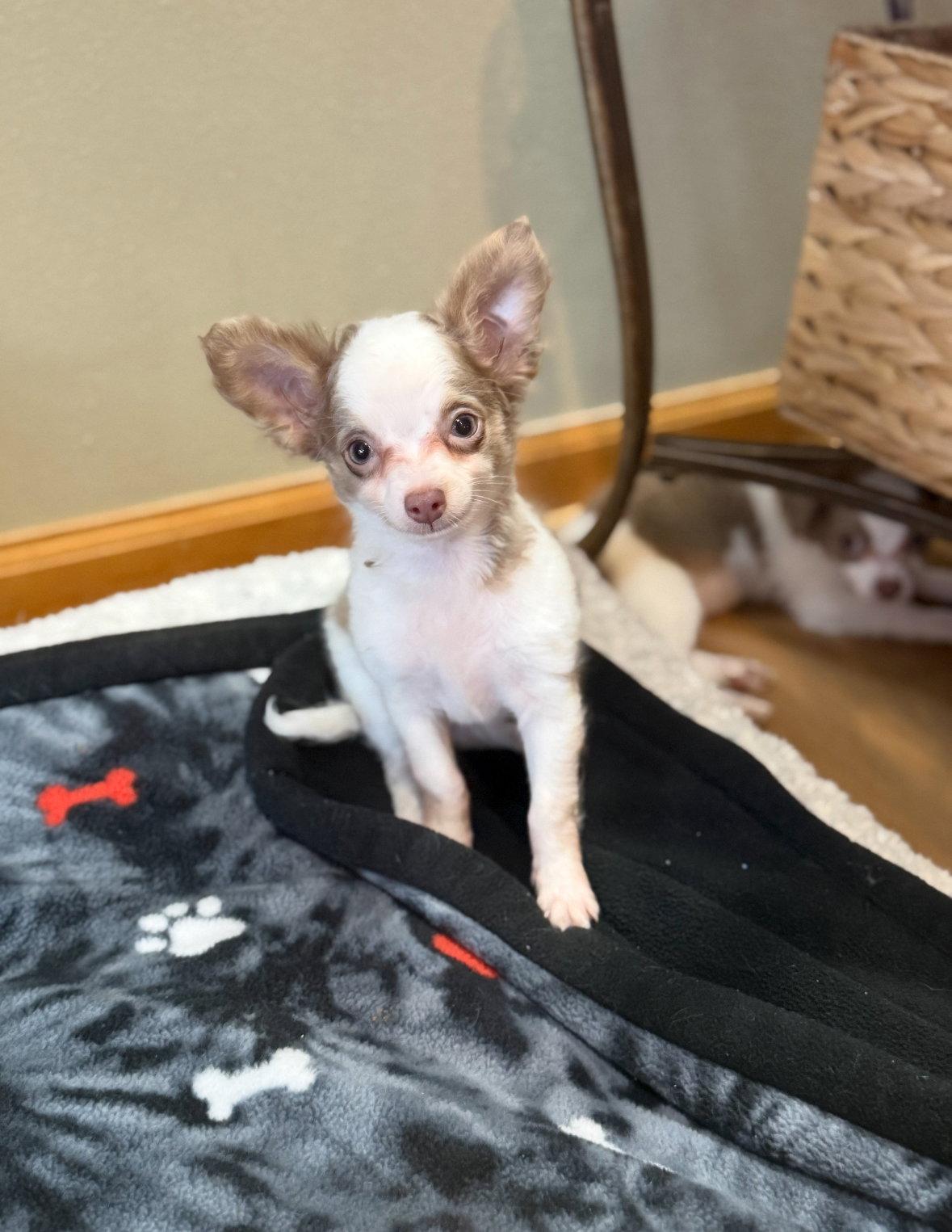 Sterling, a Adoptable mixed breed in Grafton, WI image 3/3