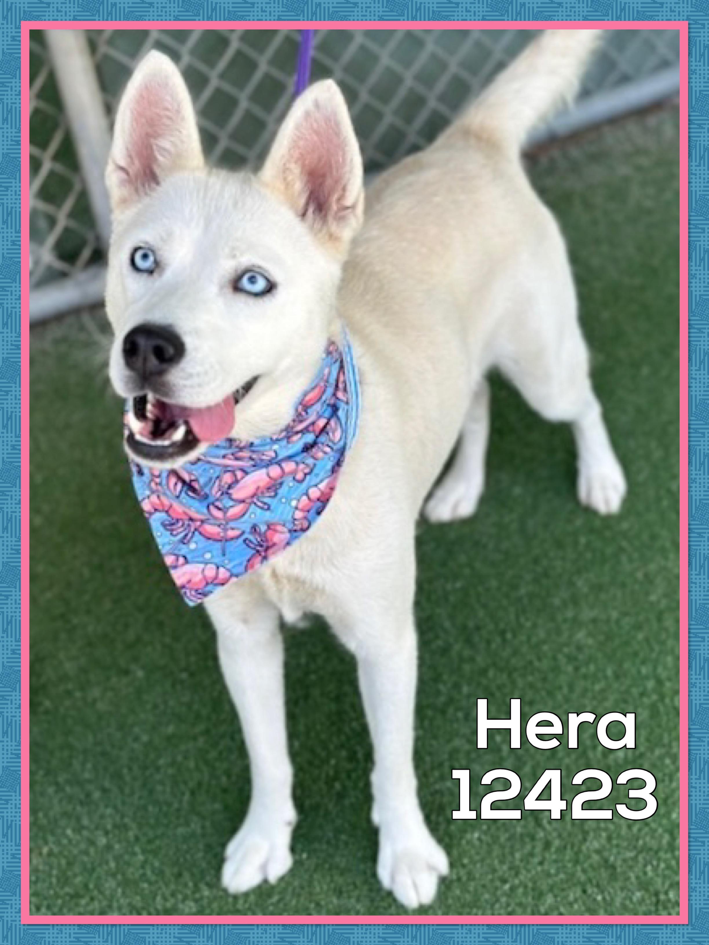 HERA