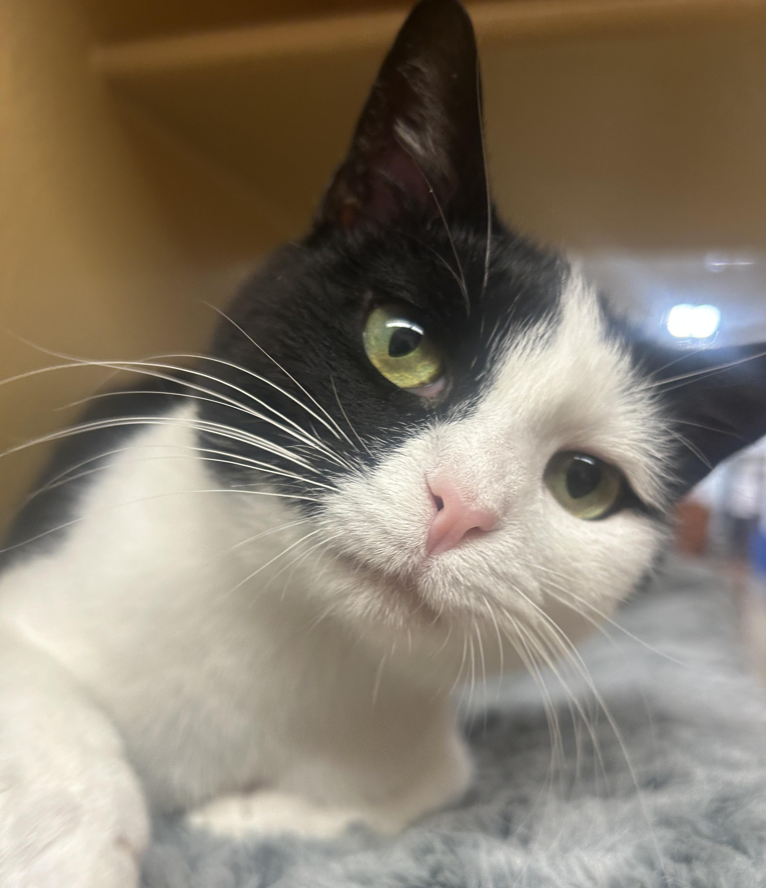Iris, an adopted Domestic Short Hair in Fairfax, VA image 2/4