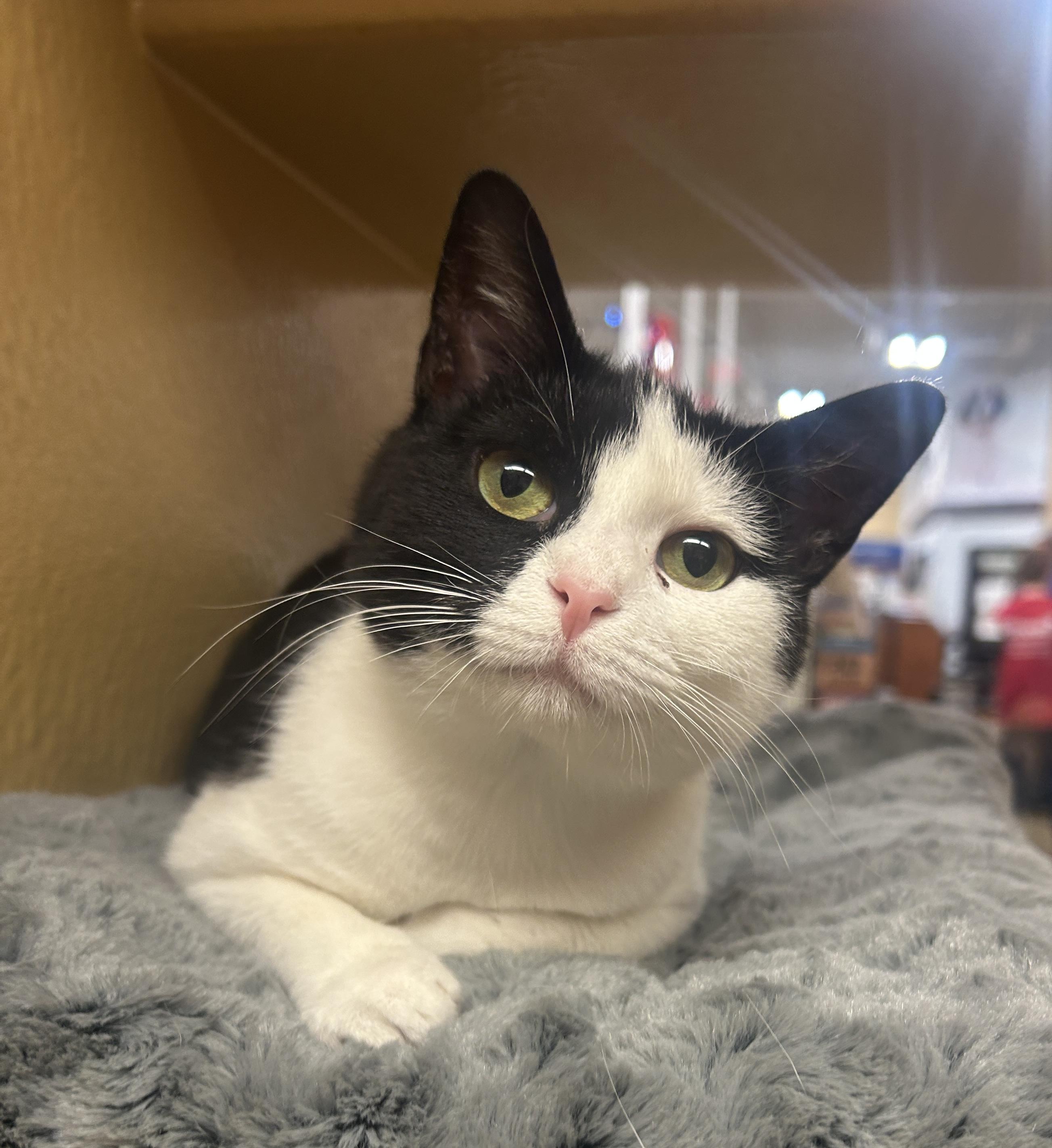 Iris, an adopted Domestic Short Hair in Fairfax, VA image 4/4