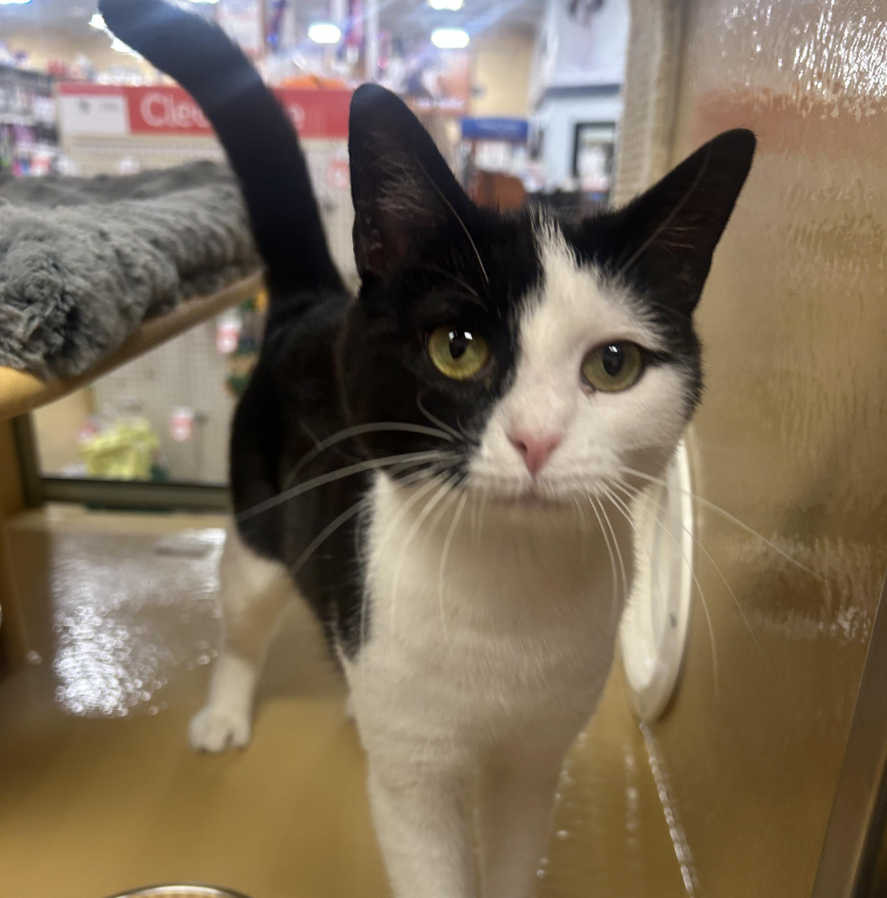 Iris, an adopted Domestic Short Hair in Fairfax, VA image 3/4
