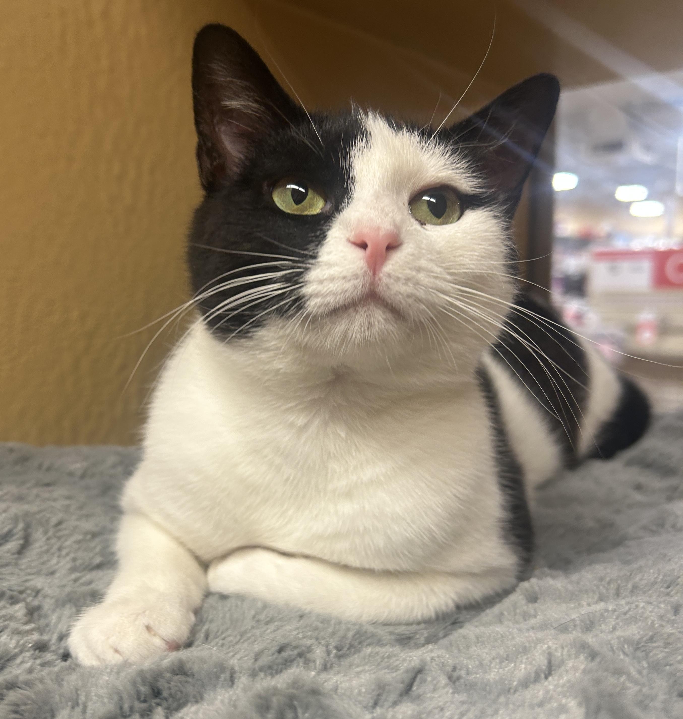 Iris, adopted, Young Female Domestic Short Hair.